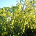 Laburnum anagyroides 2